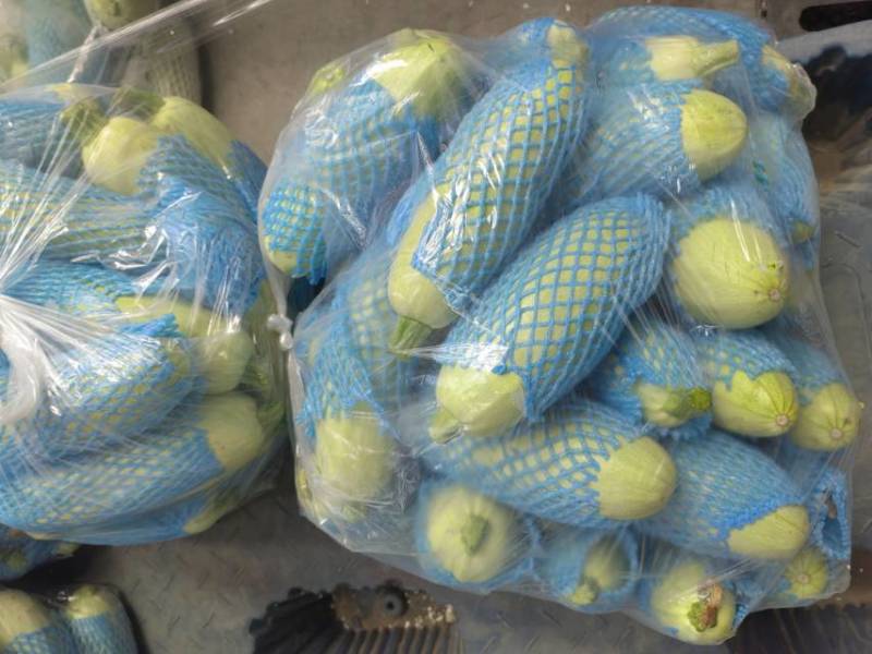 河北承德一级西葫芦，河北A级精品西葫芦，河北承德西葫芦