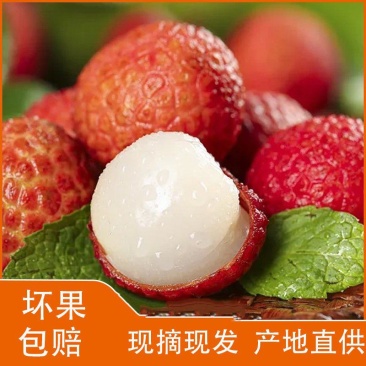 福建黑叶荔枝
