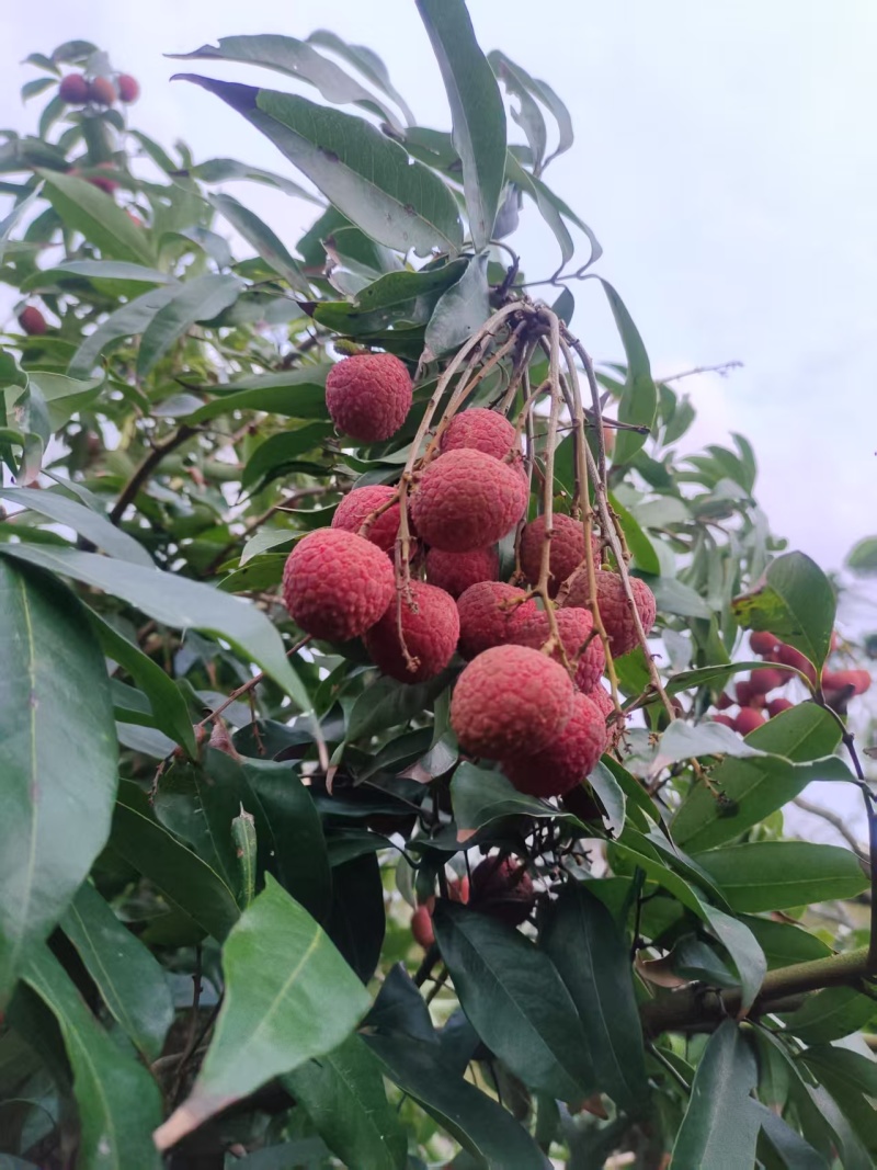 福建黑叶荔枝