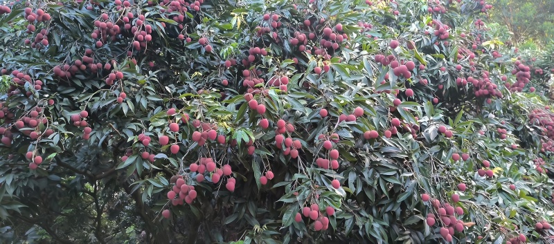 福建黑叶荔枝