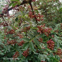 四川大凉山花椒，盐源花椒。红花椒。新鲜花椒