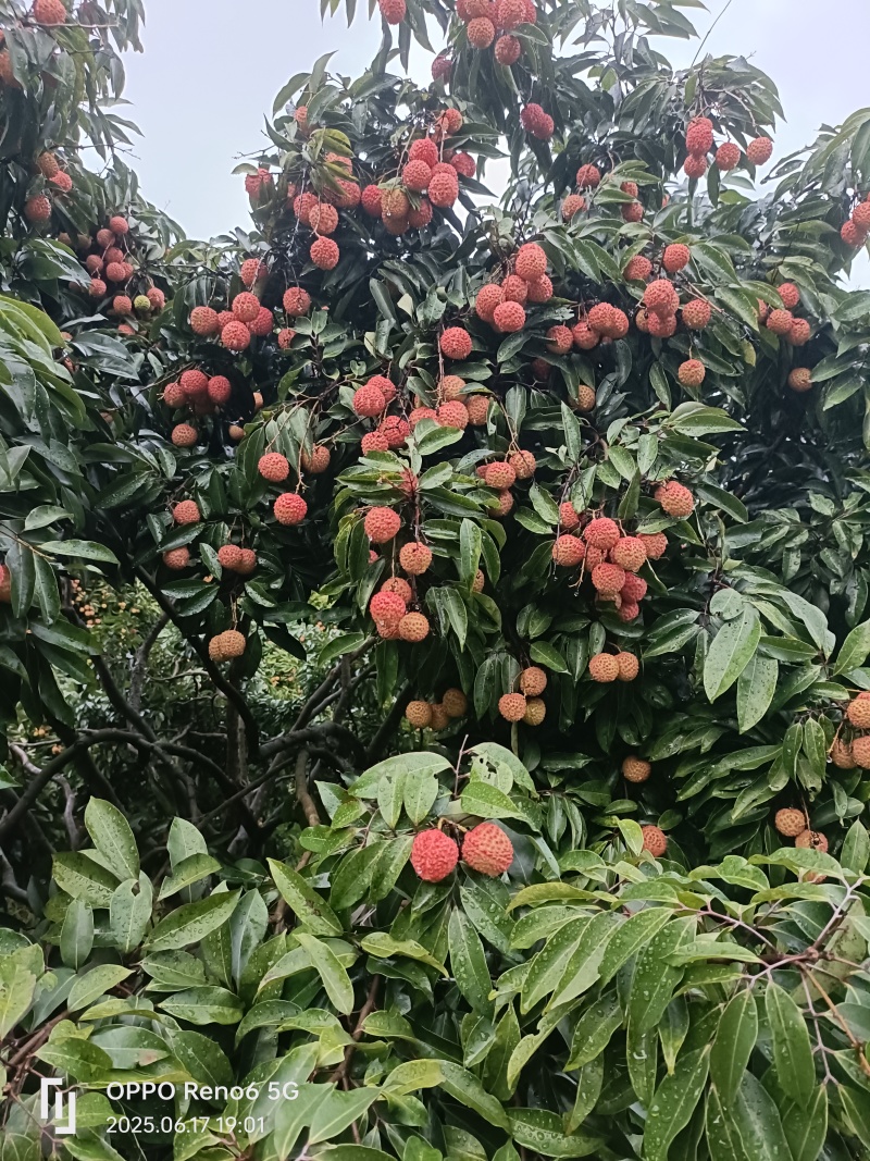 桂味荔枝带一点水印