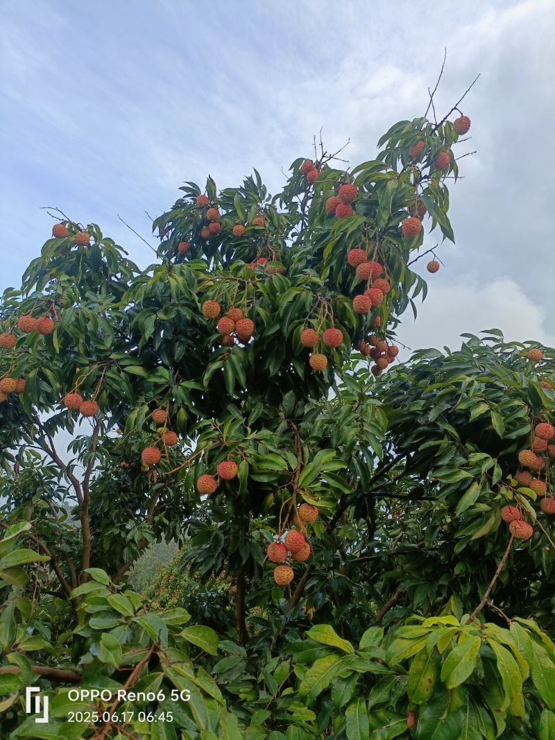桂味荔枝带一点水印