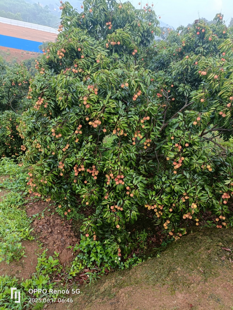 桂味荔枝带一点水印