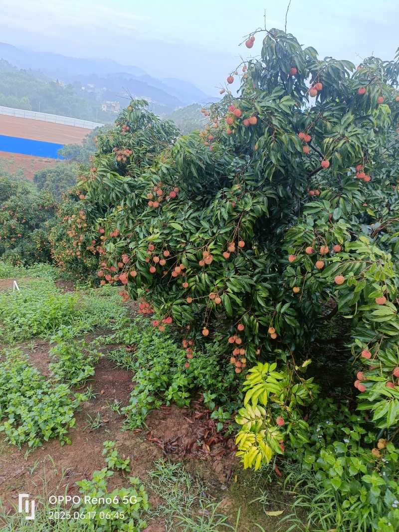 桂味荔枝带一点水印