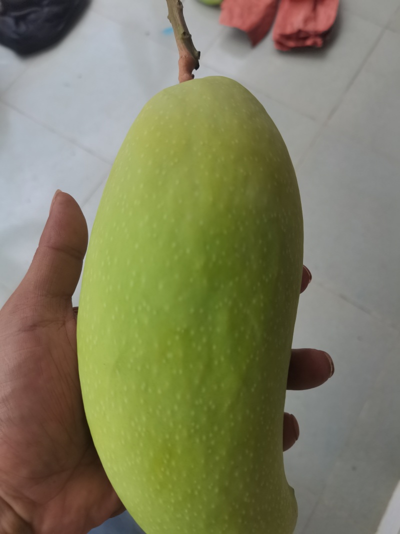金黄芒四十多吨，已成熟欢迎老板地里看货，一起发财