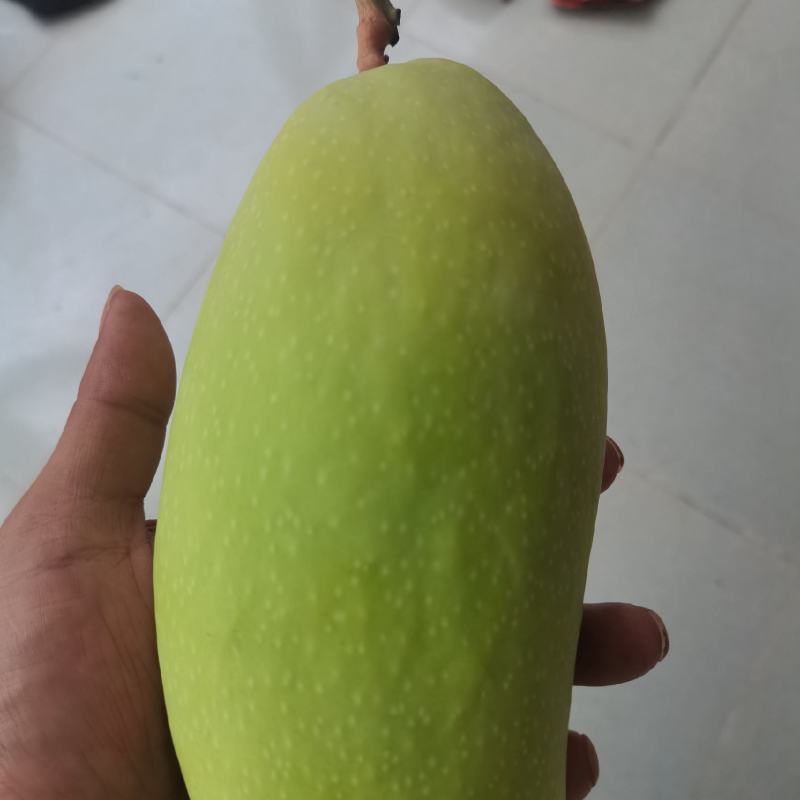 金黄芒四十多吨，已成熟欢迎老板地里看货，一起发财