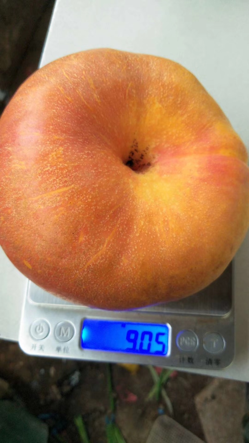潍坊黄油蟠桃货量大黄皮黄肉颜色靓丽甜度高糖分足按需分拣打包