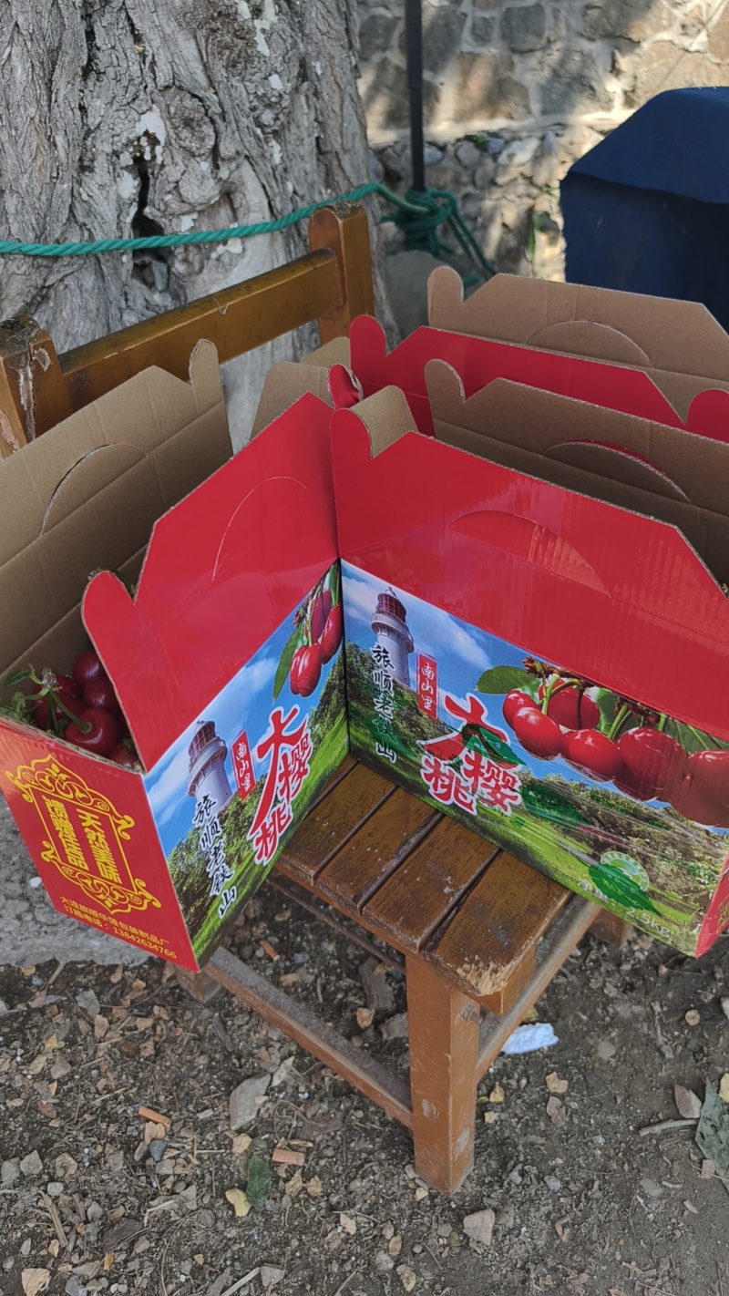 辽宁大连老铁山大樱桃