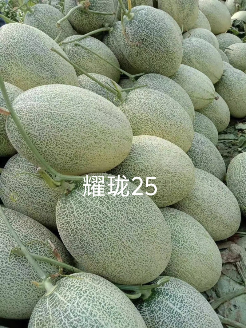 耀珑25号抗病耐裂大果型口感好易座果耐运8斤左右