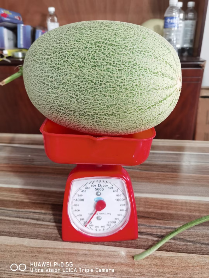 耀珑25号抗病耐裂大果型口感好易座果耐运8斤左右