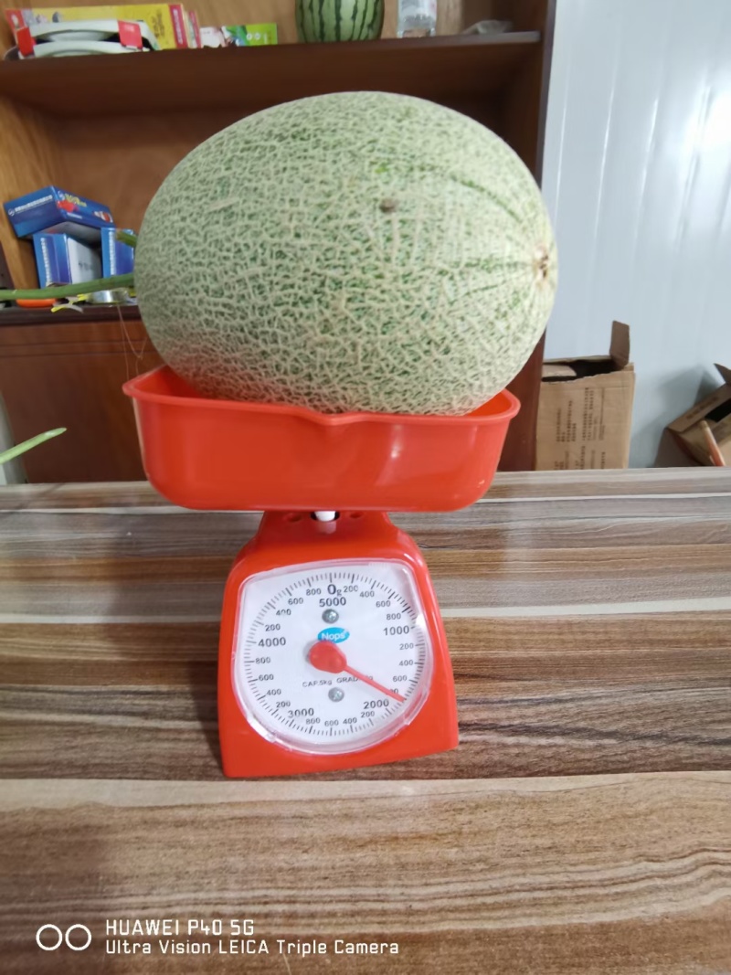 耀珑25号抗病耐裂大果型口感好易座果耐运8斤左右