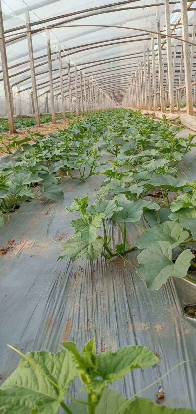 耀珑25号抗病耐裂大果型口感好易座果耐运8斤左右