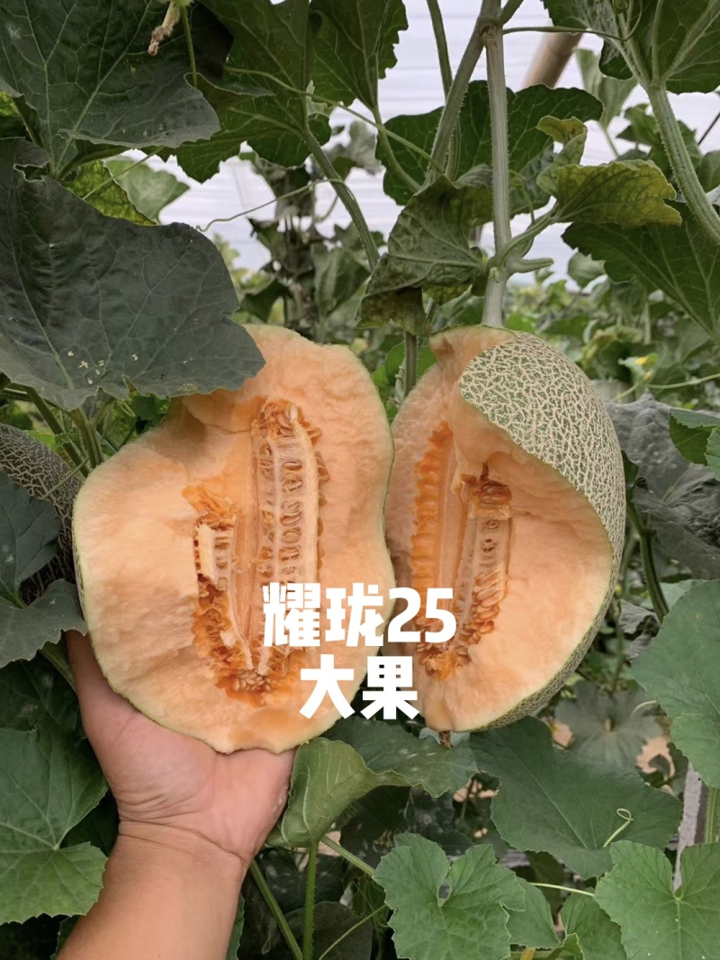 耀珑25号抗病耐裂大果型口感好易座果耐运8斤左右