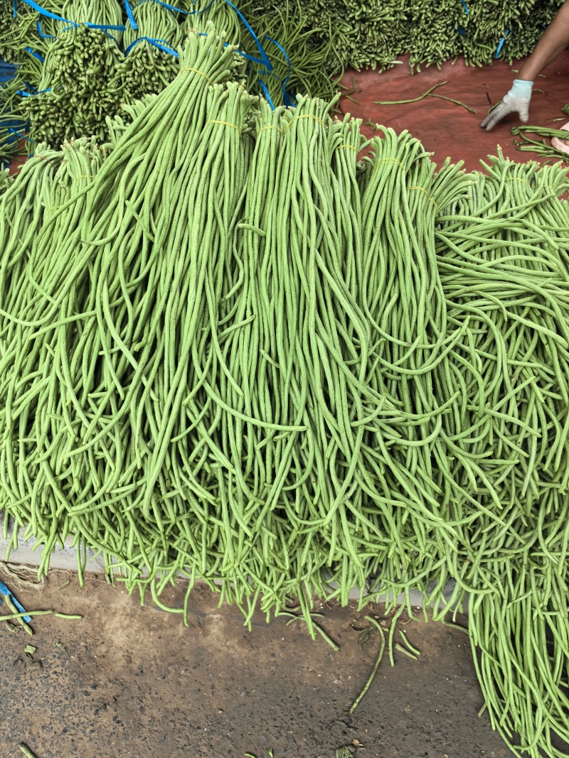 精品豆角大量上市