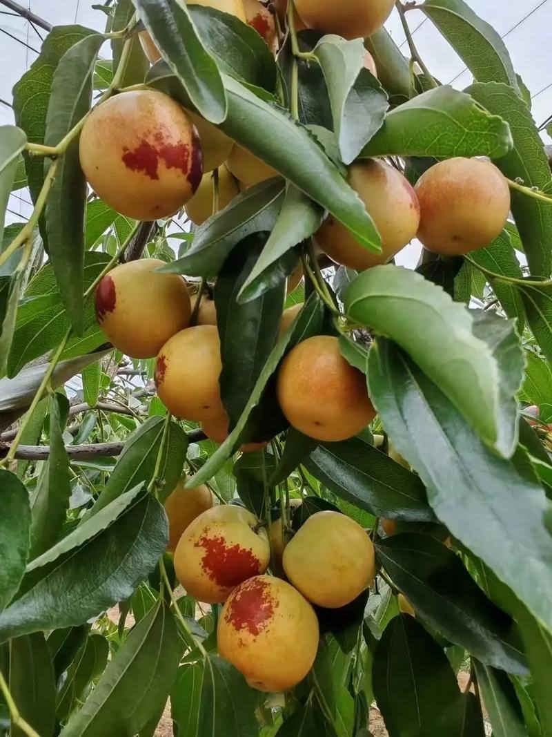 冬枣大荔冬枣陕西冬枣