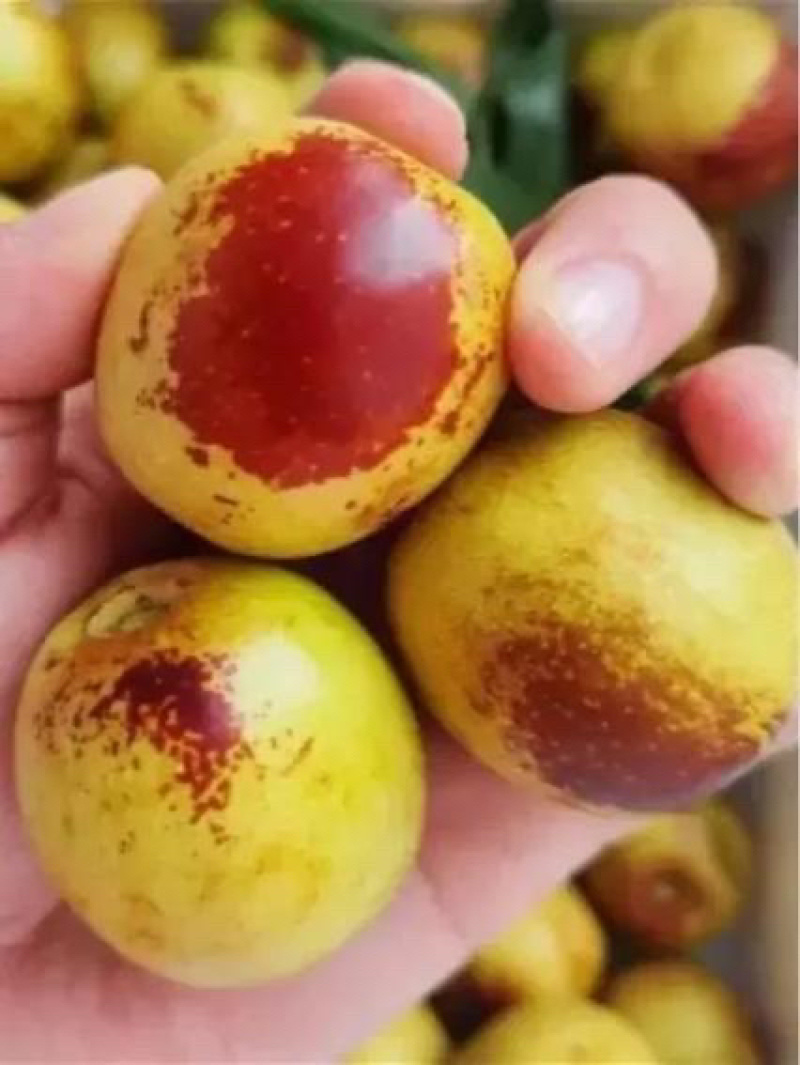 冬枣大荔冬枣陕西冬枣