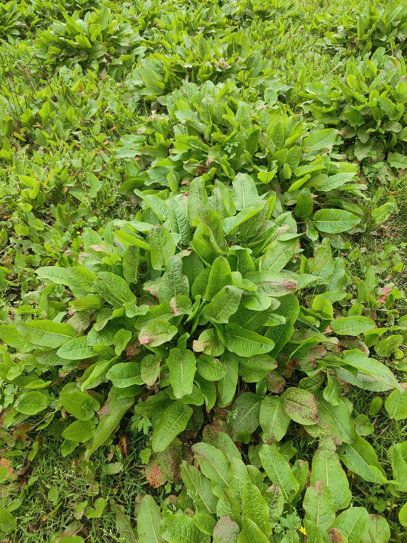 土大黄