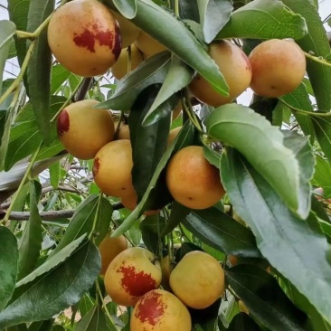冬枣大荔冬枣陕西冬枣