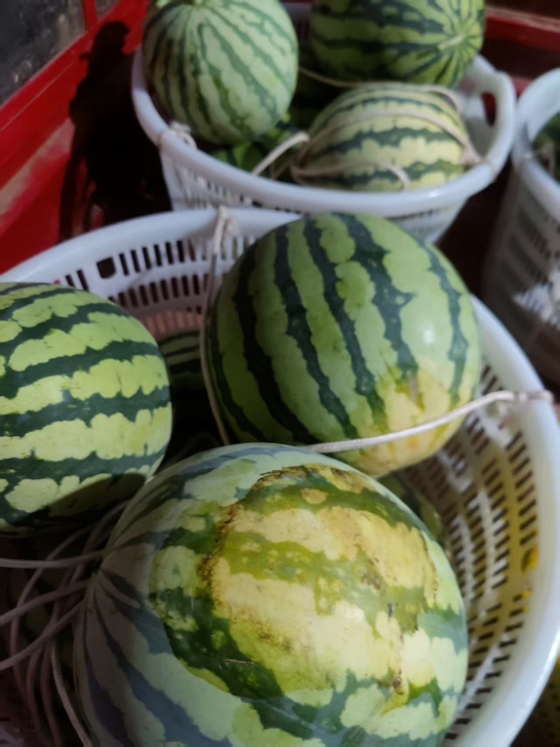 美都西瓜西瓜黑籽西瓜汁多口感甜产品直发