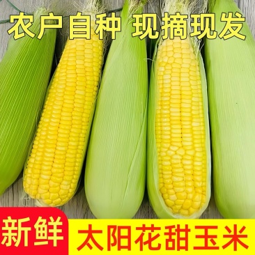 新鲜太阳花，甜玉米大量供应现摘现发，农户自种
