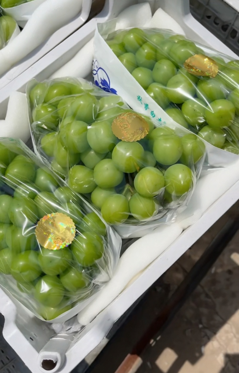 【新鲜直达】新沂市阳光玫瑰葡萄现摘现发欢迎咨询