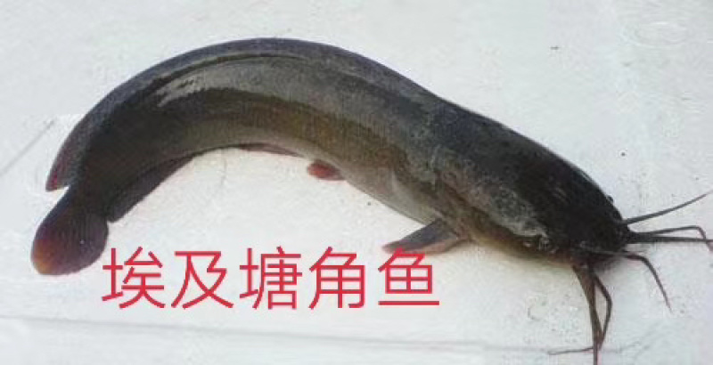 埃及塘鲺苗品质保证服务周到产地直发