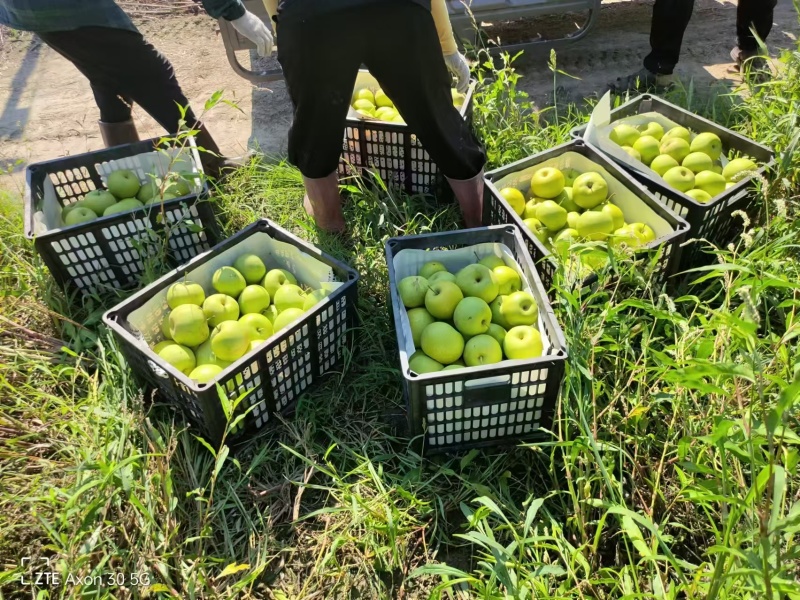 酥脆一号梨产地直供，品质保障，欢迎洽谈，诚信经营