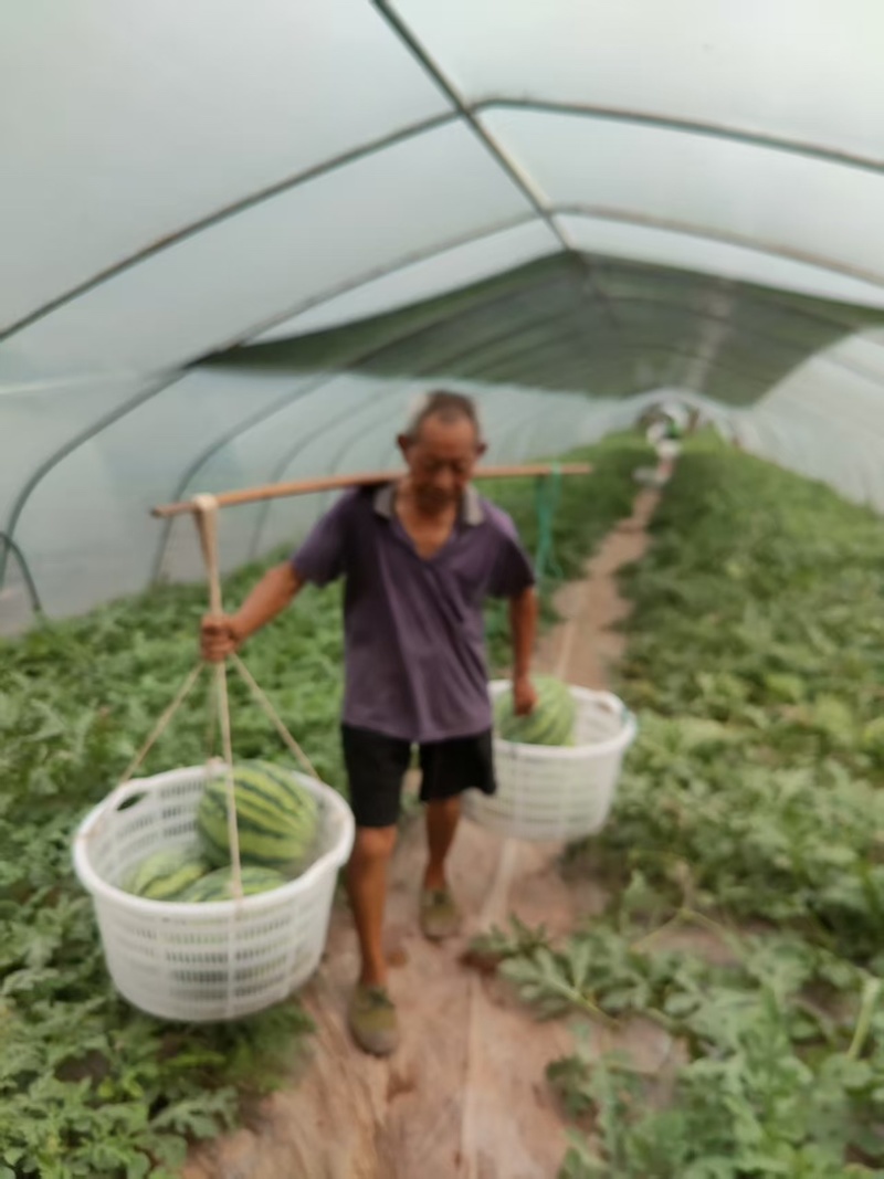 美都西瓜西瓜黑籽西瓜汁多口感甜产品直发