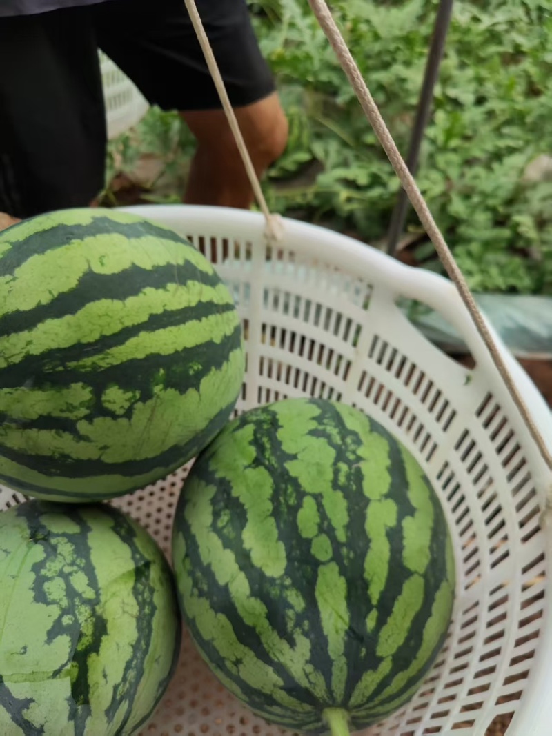 美都西瓜西瓜黑籽西瓜汁多口感甜产品直发