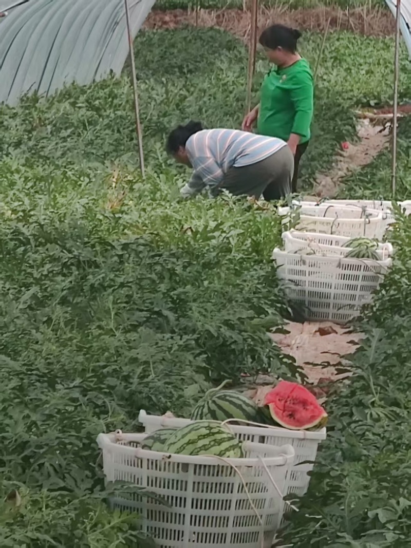 美都西瓜西瓜黑籽西瓜汁多口感甜产品直发
