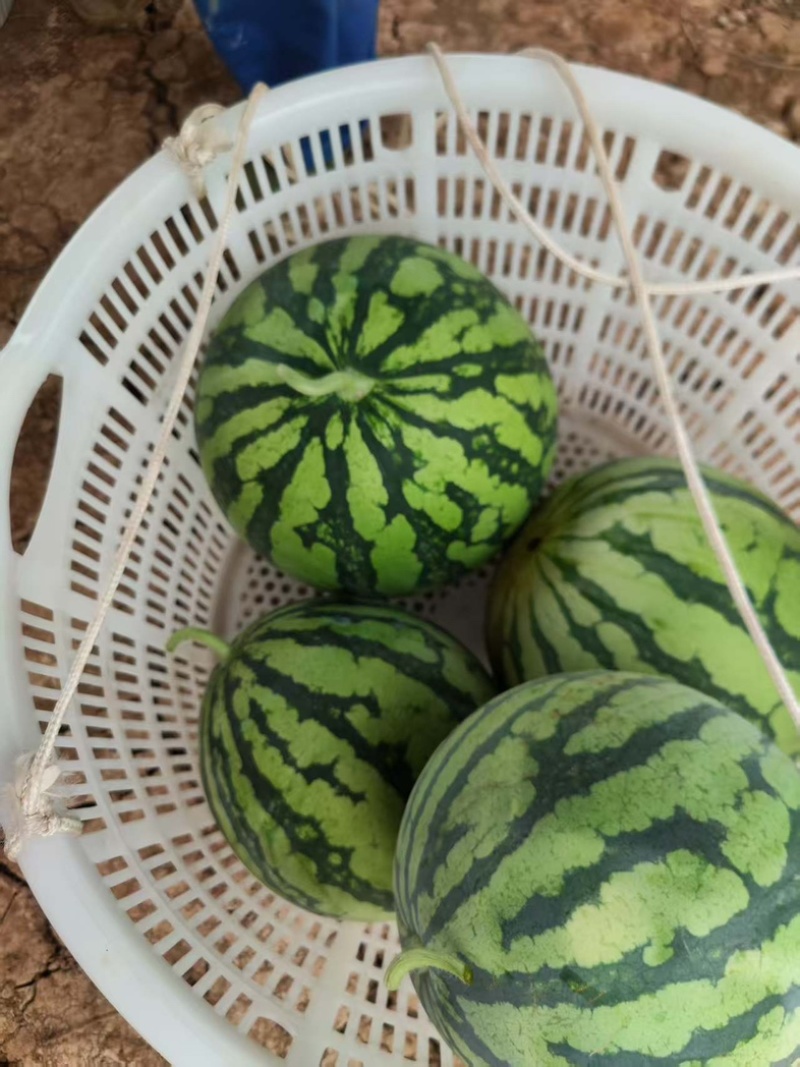 美都西瓜西瓜黑籽西瓜汁多口感甜产品直发