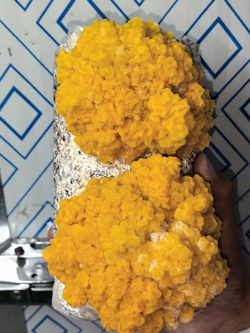 鲜金耳提前预售预计7天后采摘质量保证量大价优欢迎联系