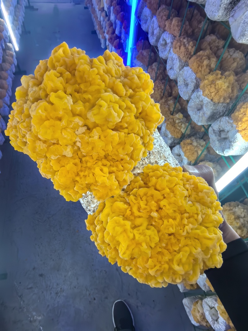 鲜金耳提前预售预计7天后采摘质量保证量大价优欢迎联系