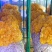 鲜金耳提前预售预计7天后采摘质量保证量大价优欢迎联系