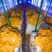 鲜金耳提前预售预计7天后采摘质量保证量大价优欢迎联系