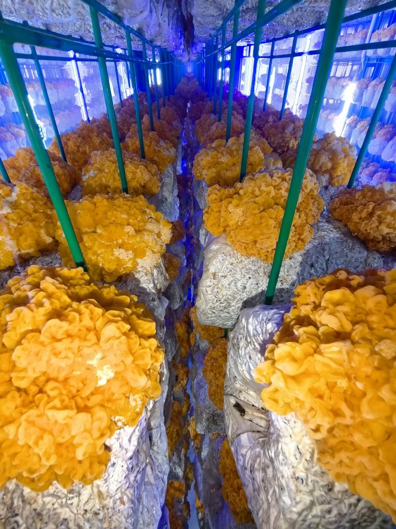 鲜金耳提前预售预计7天后采摘质量保证量大价优欢迎联系