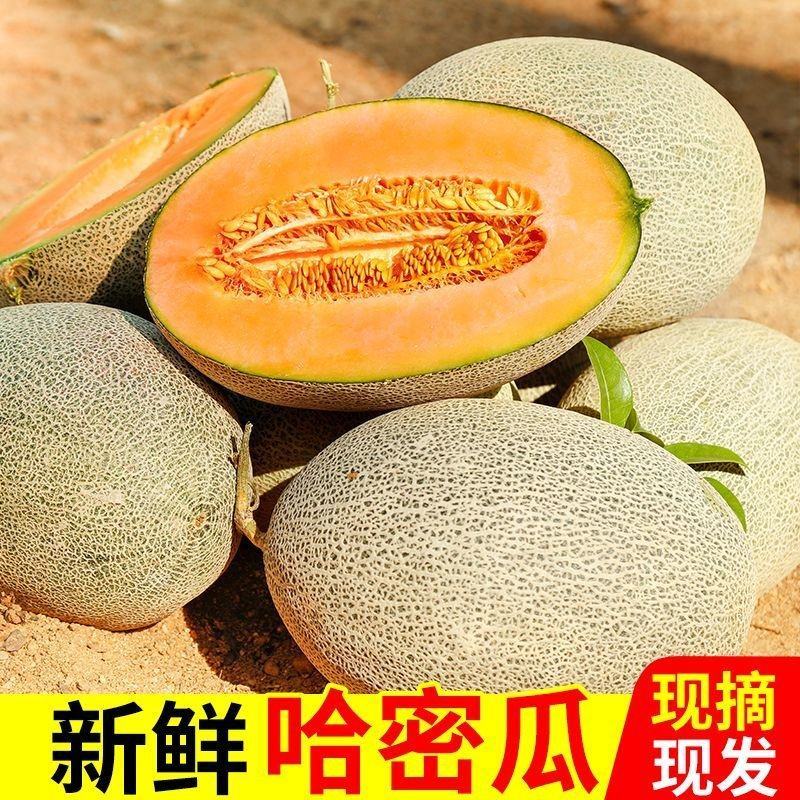 【自种自卖】海南晓蜜25号哈密瓜新鲜采摘欢迎来电咨询