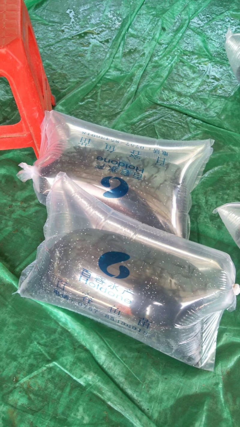 快大鲫鱼苗品质保证服务周到产地直发价格美丽