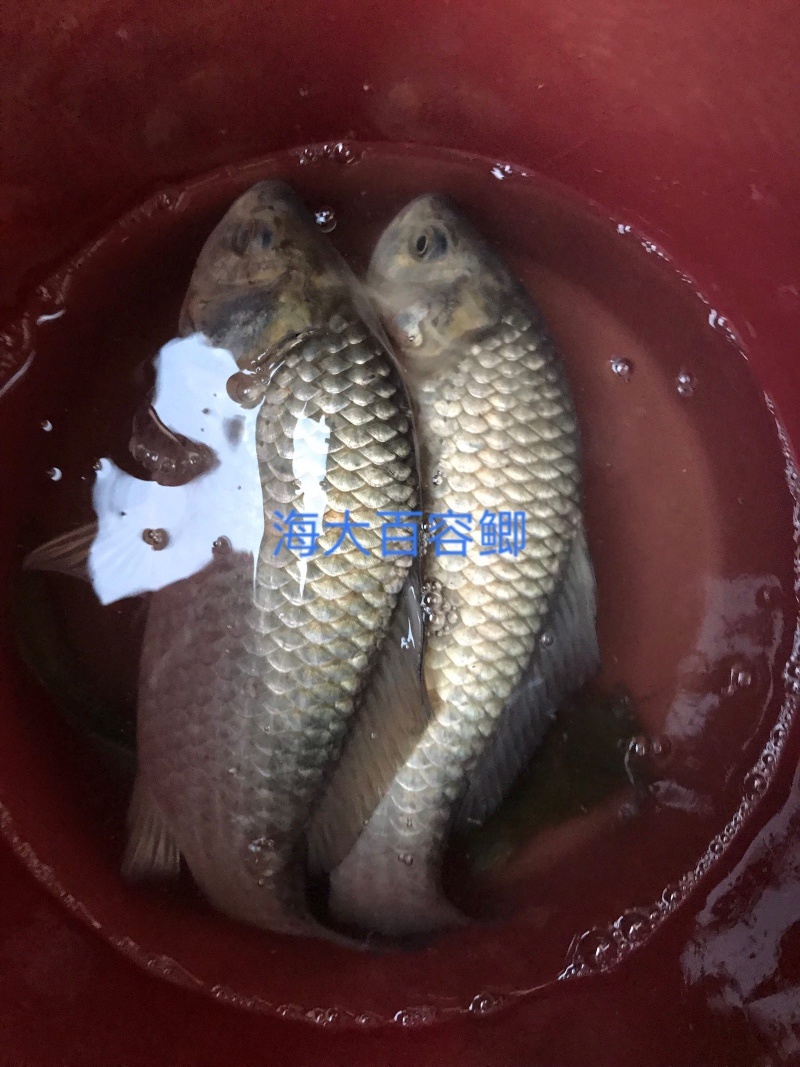 快大鲫鱼苗品质保证服务周到产地直发价格美丽