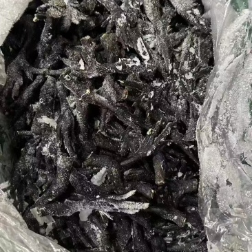 鲜冻长乌鸡脚黑鸡脚每月固定有量