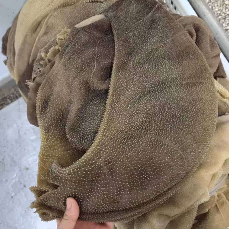 大叶片牛百叶脆爽毛肚精品黑毛肚火锅店串串店推荐