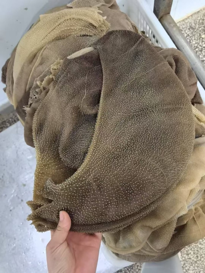 大叶片牛百叶脆爽毛肚精品黑毛肚火锅店串串店推荐