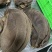 大叶片牛百叶脆爽毛肚精品黑毛肚火锅店串串店推荐
