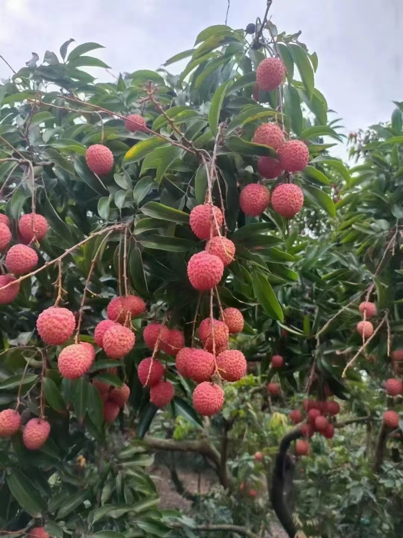 增城桂味荔枝，果大，诚信经营。