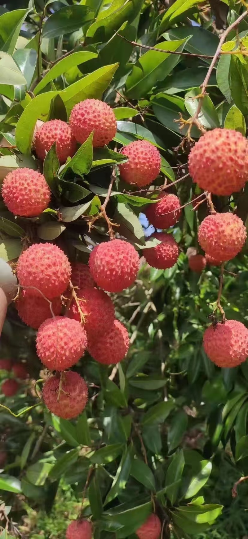 增城桂味荔枝，果大，诚信经营。