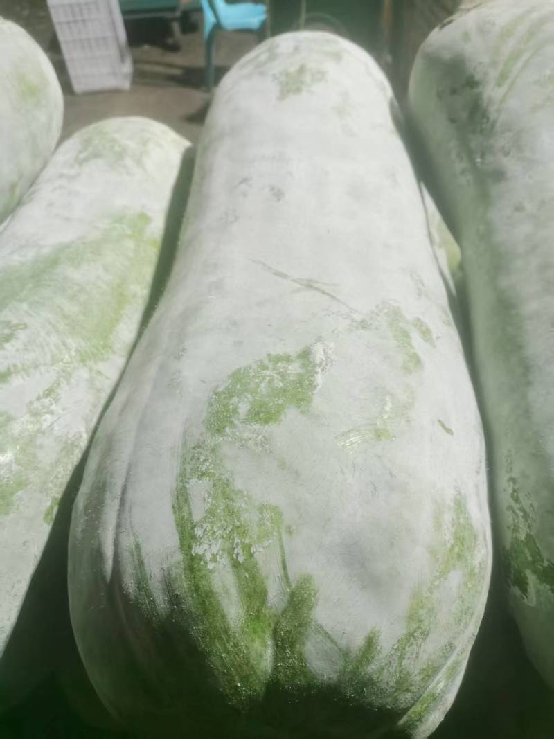 赣南白皮白粉冬瓜农家吊冬瓜