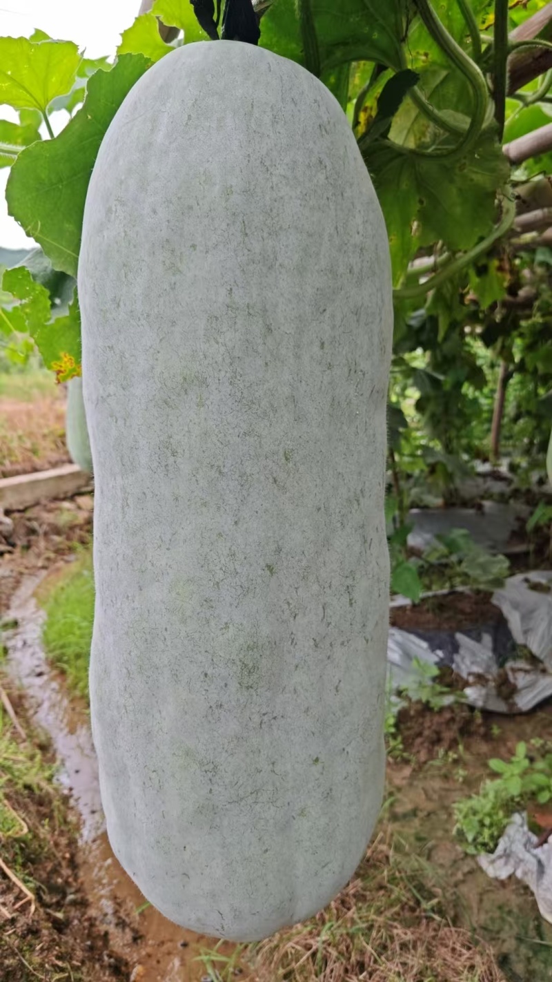 赣南白皮白粉冬瓜农家吊冬瓜