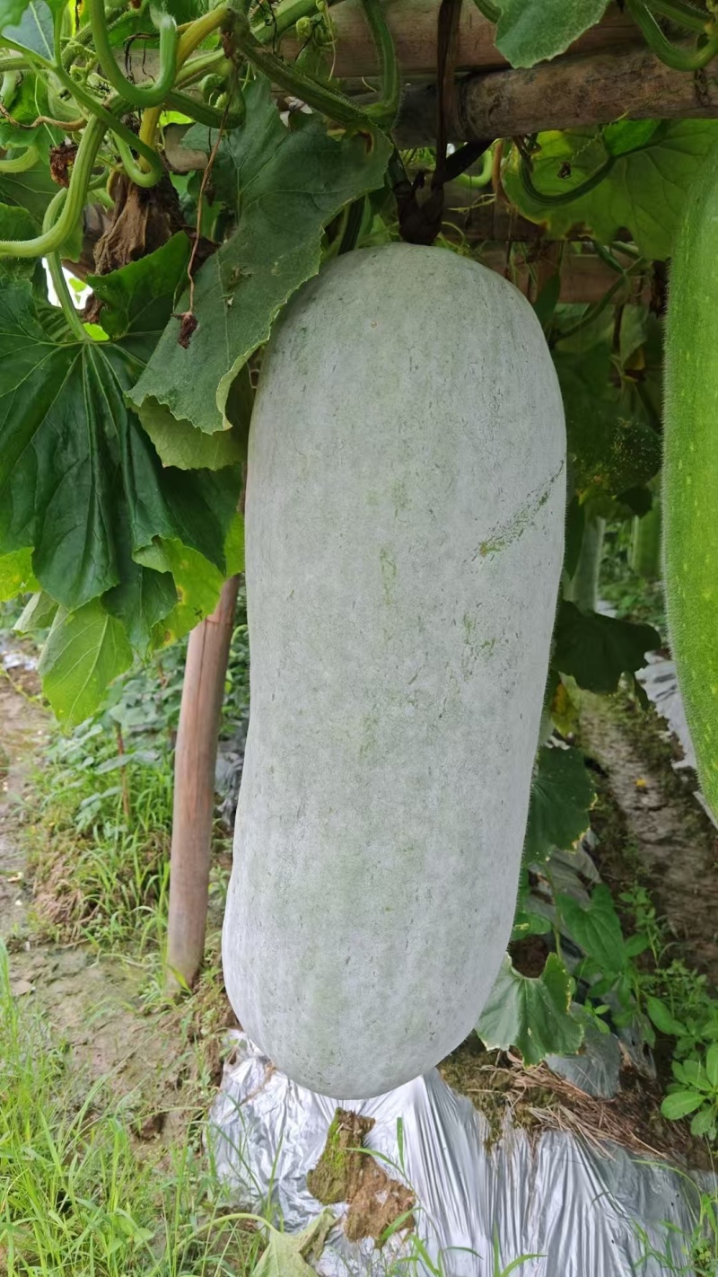赣南白皮白粉冬瓜农家吊冬瓜