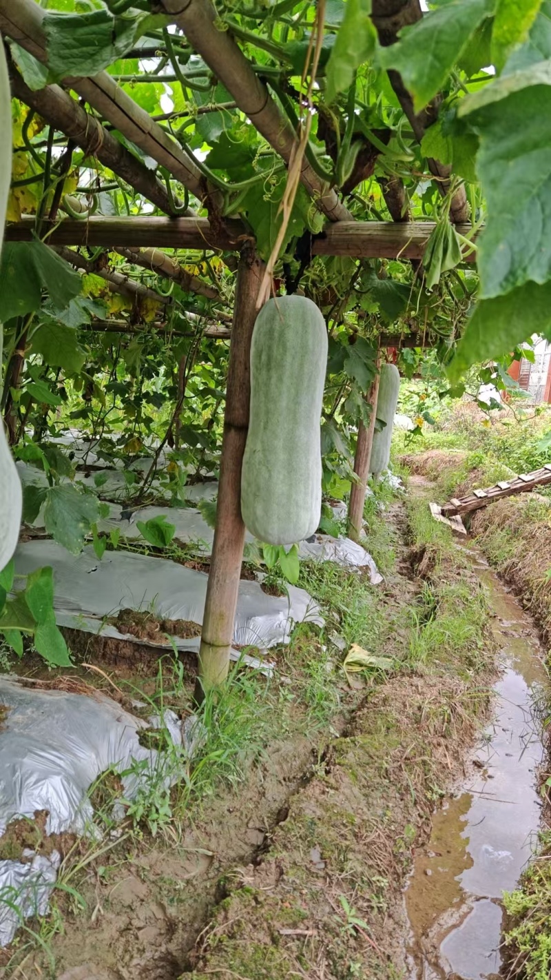 赣南白皮白粉冬瓜农家吊冬瓜
